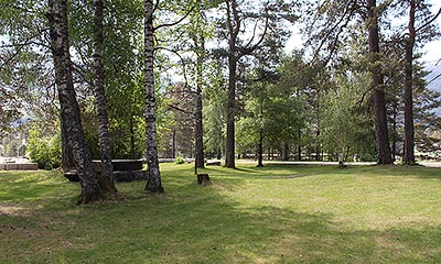 det gamle treet det gamle treet